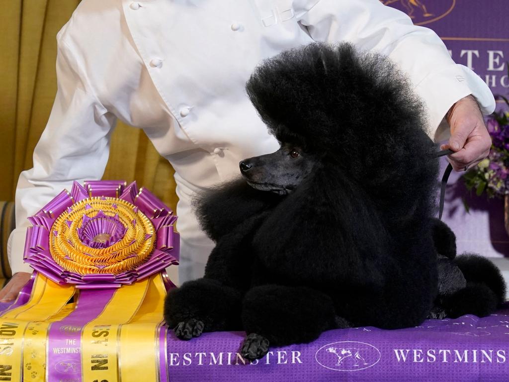 Sage, a Miniature Poodle and winner of âBest in Showâ at the 2024 Westminster Dog Show, gets a "Champions Lunch" with Chef Daniel Boulud at the French restaurant Bar Boulud on May 15, 2024, in New York City. (Photo by TIMOTHY A. CLARY / AFP)