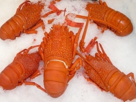 Cooked eastern rock lobsters. Picture: NSW Dept. of Primary Industries