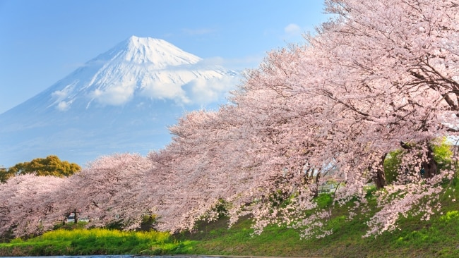 Mt Fuji + cherry blossoms = dream shot.