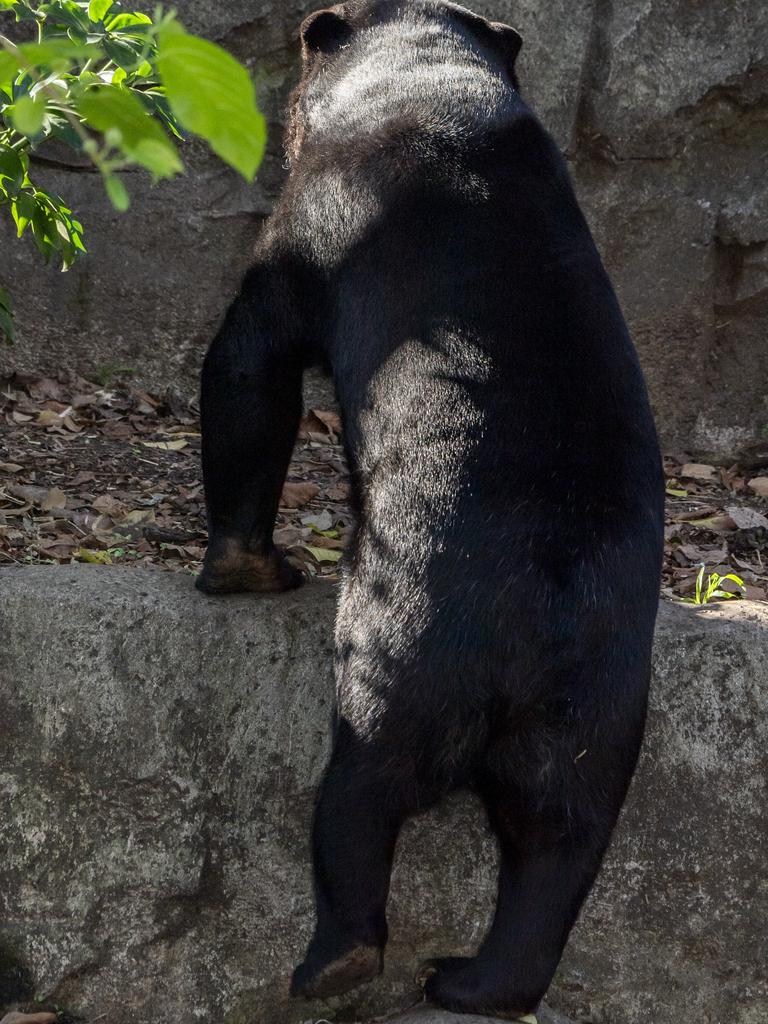 Standing up is natural behaviour for the sun bear. Picture: Daily Telegraph / Monique Harmer