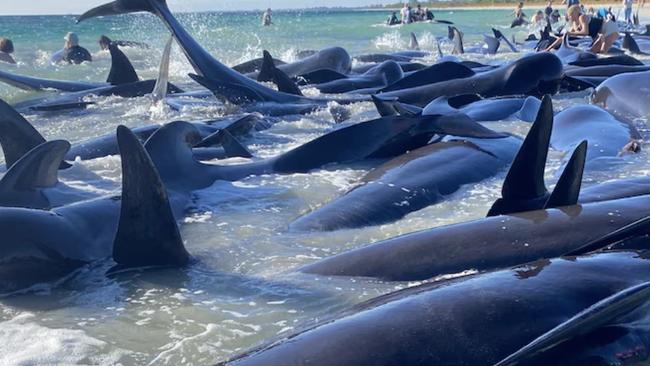 Mass stranding of pilot whales at Toby Inlet near Dunsborough in Western Australia. Picture: ABC News: Anna-Lise Murch