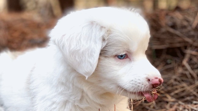 Man gives up this deaf dog. It was the best thing that happened to her.