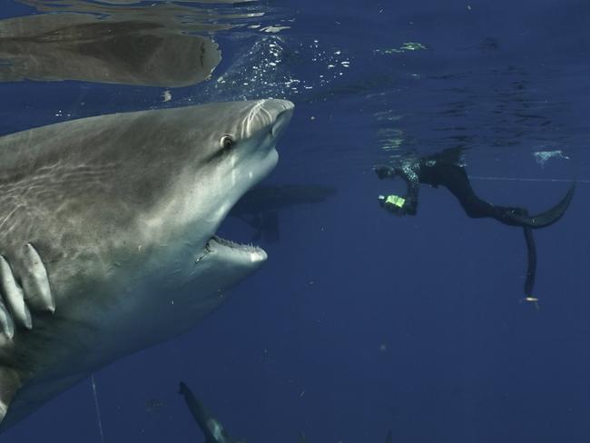 @captainjohnmoore / CATERS NEWS - (PICTURED the fat shark ) They say the camera adds 10 pounds but this diver's picture captures the incredible moment he came face to face with an abnormally gargantuan shark. John Moore, 55, was freediving near Jupiter, Florida, USA when he snapped the huge female amongst a shiver of bull sharks earlier this month. With her rows of razor-sharp teeth exposed and yellow-tinted eyes gleaming, the enormous shark was up close and personal to the shark diver and photographer. He said: 