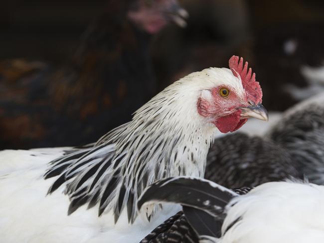 Council approves 840k-bird egg farm west of Toowoomba