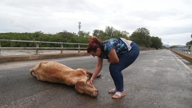 Jutta McKenzie comforts a near to death calf on the Barron River bridge on Monday morning. Picture: Peter Carruthers