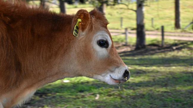 Buttercup the Jersey calf is very friendly. Picture: Susanna Freymark