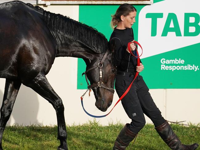 Prince Of Arran nugget the handler during a trackwork session at the Werribee International Horse Centre in Werribee, Melbourne, Thursday, October 31, 2019. (AAP Image/Michael Dodge) NO ARCHIVING
