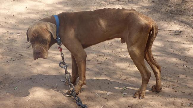 A dog found at a property at Glenarbon. Picture: RSPCA Queensland
