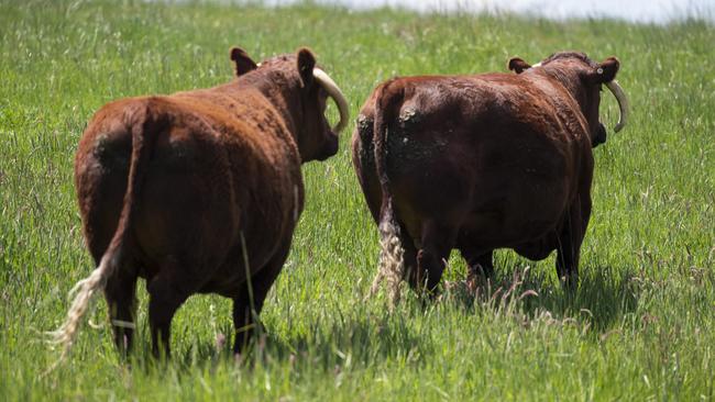 Cattle will never choose to eat seaweed over grass. Picture: Martin Ollman