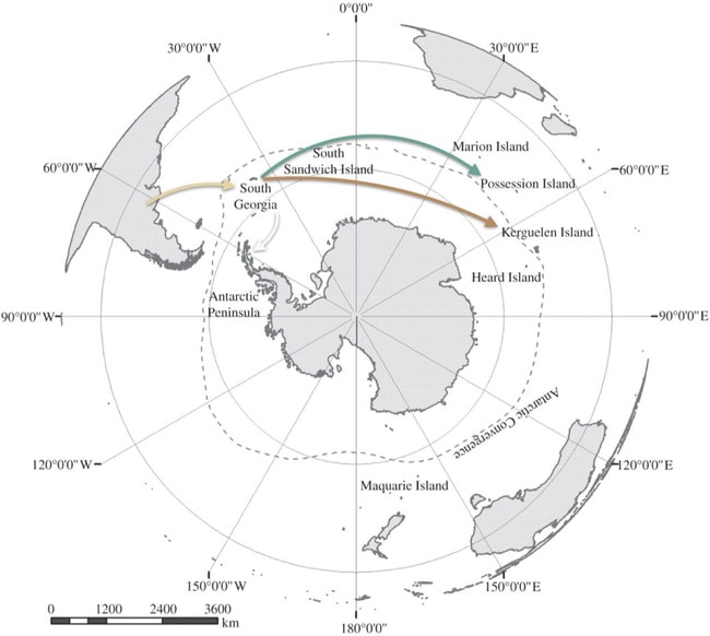 The H5N1 virus that has wiped out millions of birds and tens of thousands of mammals has spread 6600kms in just 12 months.