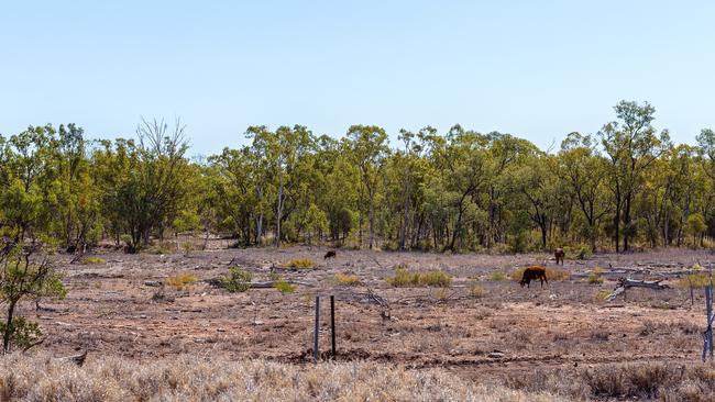 Cows grazing on deforested land in Queensland. Picture: The Wilderness Society