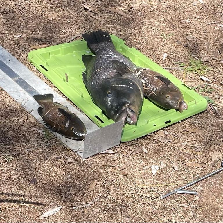 Three blue gropers were killed at Plantation Point near Jervis Bay. Picture: Facebook