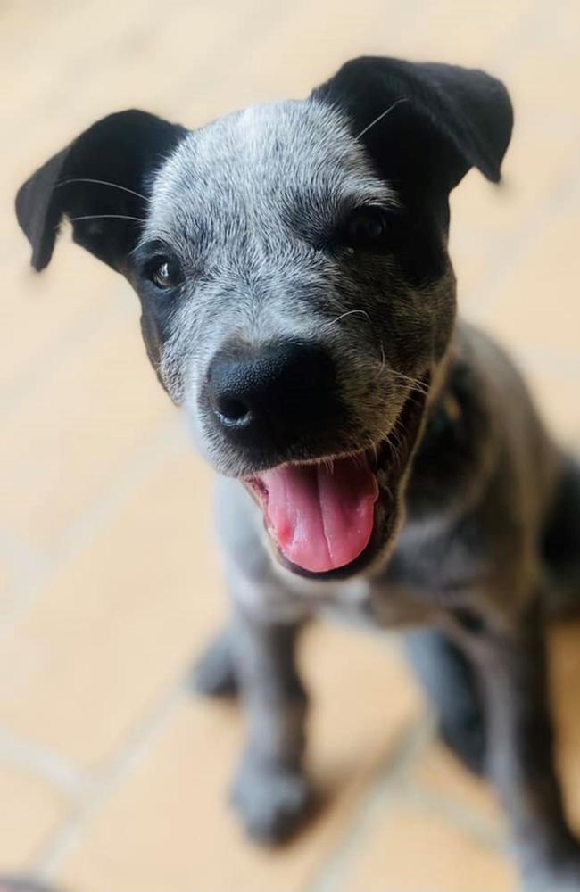 Lockyer Valley's cutest dog #3 runner up, Leo.