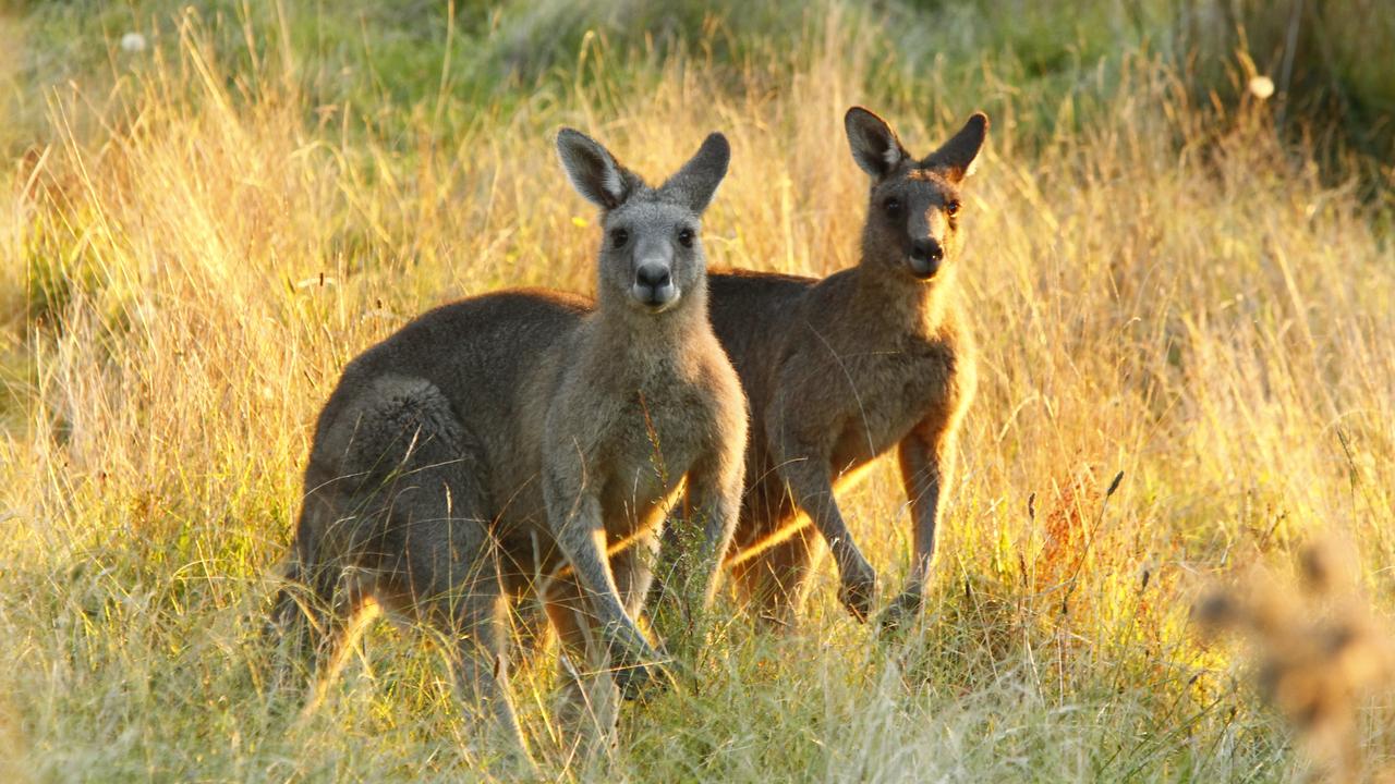 ‘Cruelty on a massive scale’: Parks Victoria accused of huge roo slaughter