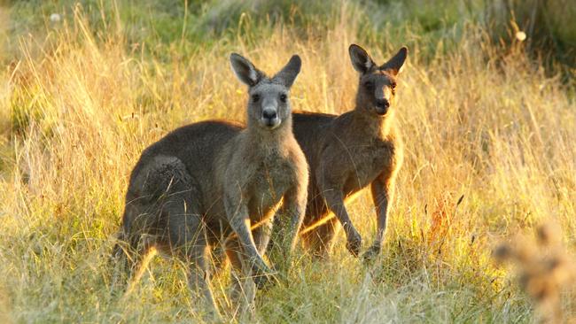 n45dtroos Kangaroos photographed at sunset on the 26th of April at Warrandyte park.