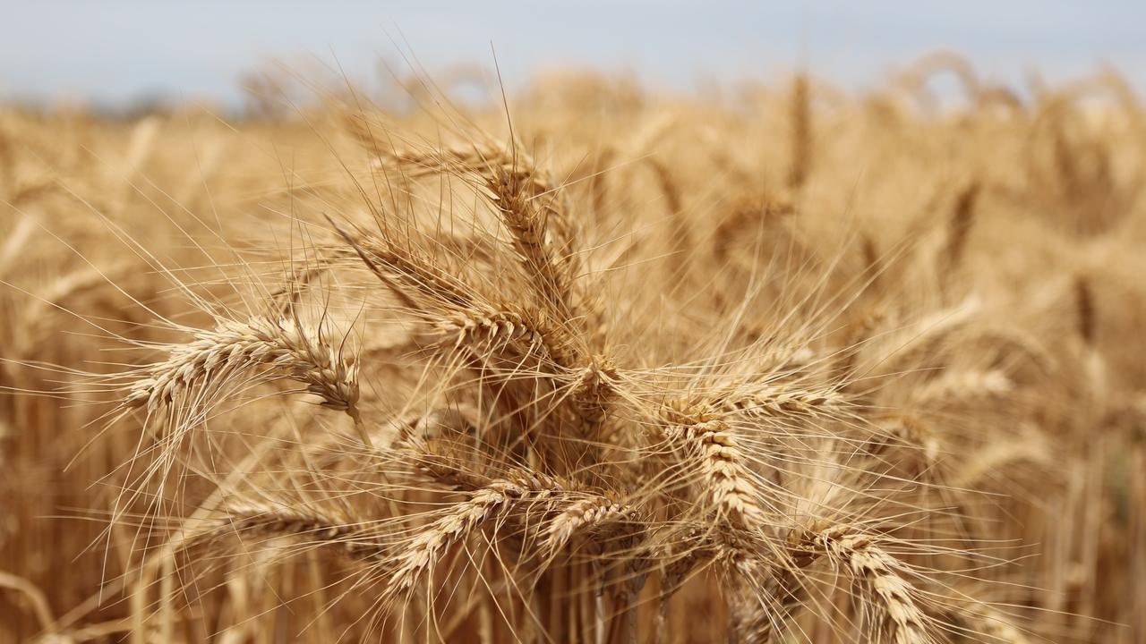 Russia-Ukraine war threatens wheat supply, jolts prices | The Australian