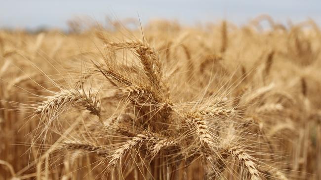 Russia’s attack on Ukraine has jammed up Black Sea trading and endangered nearly a third of the world’s wheat exports. Picture: Dylan Coker