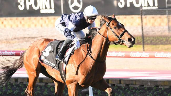 Point King scored his first Aussie win in emphatic style in the Travis Harrison Cup at The Valley on Saturday. Picture: Brett Holburt/Racing Photos via Getty Images