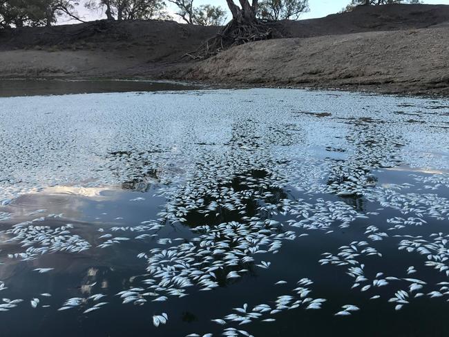 Dead fish in the Menindee Weir pool. Picture: AAP Image