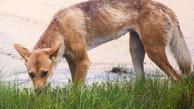 A young, mature female dingo on 75 Mile Beach, Fraser Island.