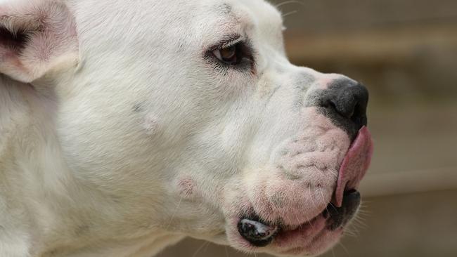 Why is the RSPCA defending the American Bully dog?