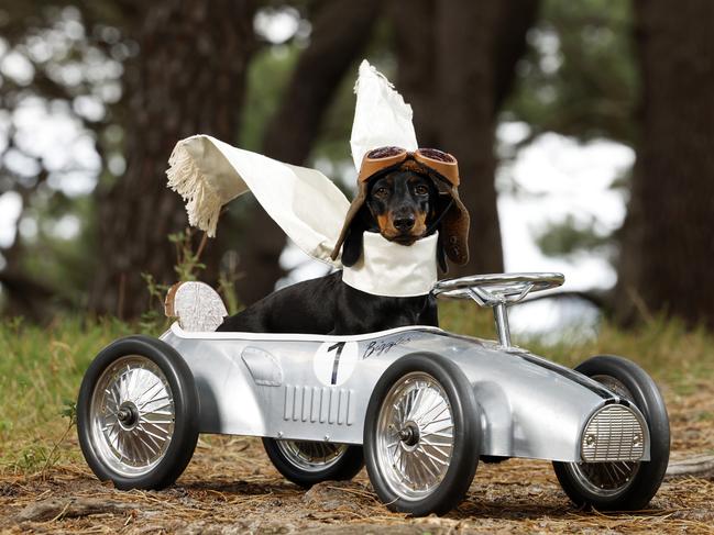 DAILY TELEGRAPH NOVEMBER 1, 2024. Dachshund Captain Bigglesworth in his race car in Sydney, he won the most creative weiner category in the fancy dress competition at the Dachshtober Longdog Festival. Picture: Jonathan Ng