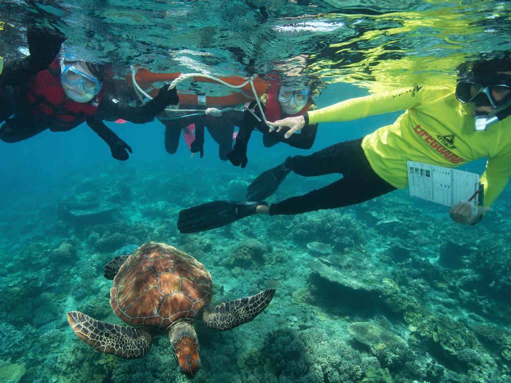 A marine expert shows off one of the resident sea turtles. Picture: Sunlover Reef Cruises