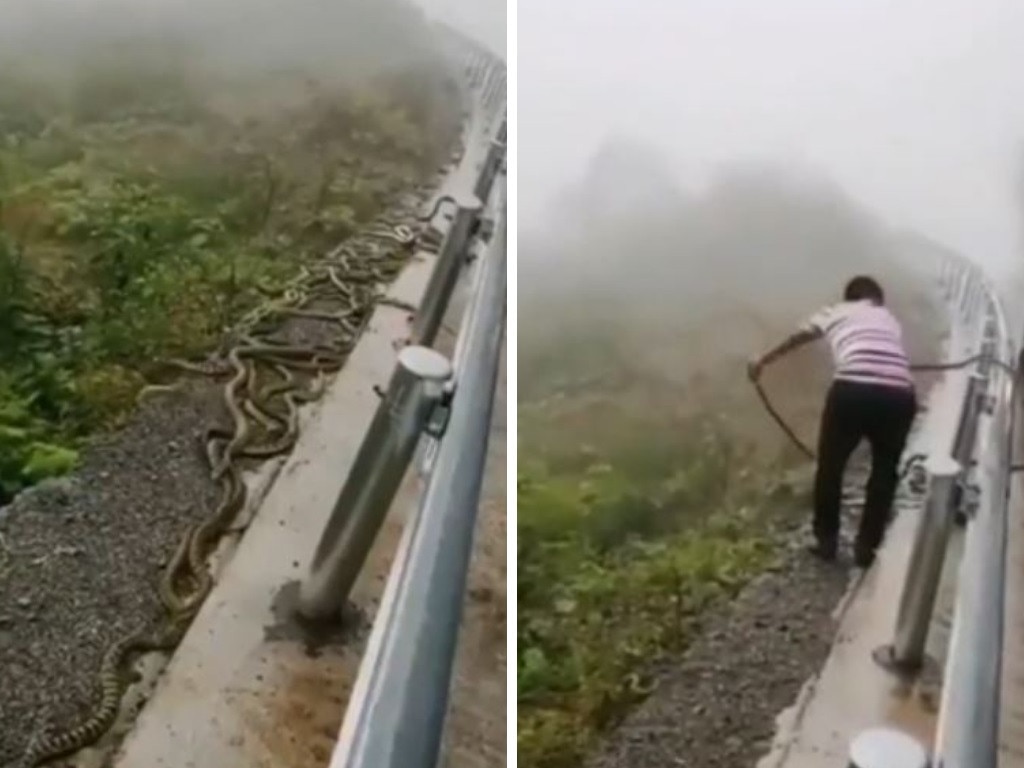 A man is seen throwing snakes off a roadway. Picture: Reddit