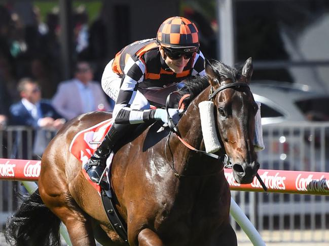 Baraqiel ridden by Ben Allen wins the Mittys McEwen Stakes at Moonee Valley Racecourse on October 26, 2024 in Moonee Ponds, Australia. (Photo by Pat Scala/Racing Photos via Getty Images)