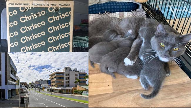 A shocking act of animal cruelty left a mother cat and her kittens fighting for their lives after they were shoved in a small box in Gladstone's CBD.