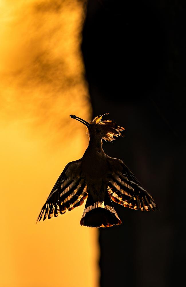 This image of a hoopoe sweeping at sunrise was selected as a winner by celebrity judge Cole Sprouse. Picture: Hermis Haridas/TNC Photo Contest 2023