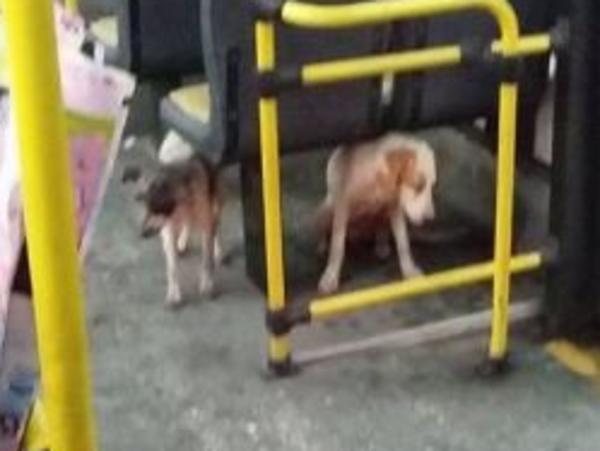 Bus driver lets stray dogs onboard during storm