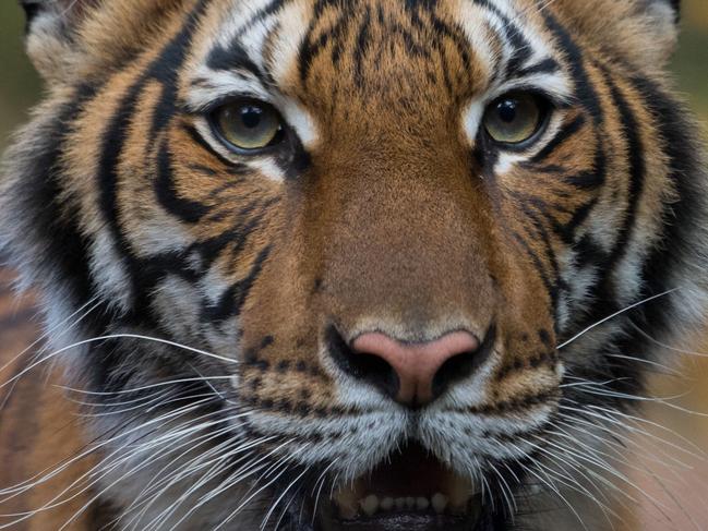 The Malayan tiger Nadia who tested positive for COVID-19 at New York’s Bronx Zoo. Picture: AFP