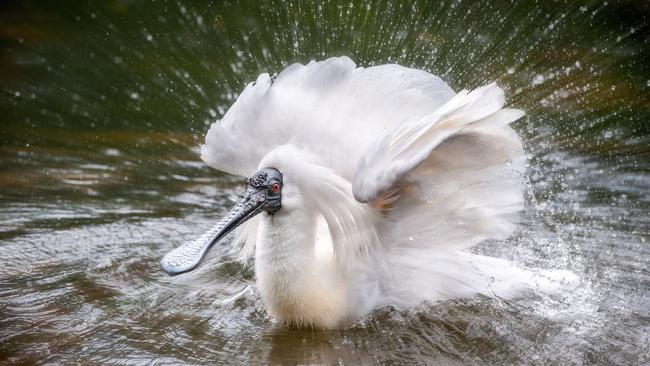 Birds are among Steve Parish’s favourite animals to photograph. Photo: Steve Parish