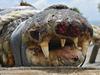 Hundreds of crocs for sale in unusual new offer