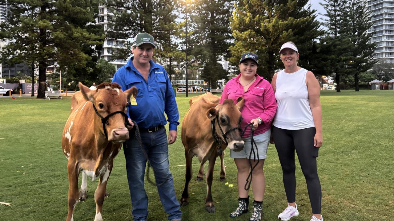 Paddock to paradise: Cows spotted on Gold Coast beach