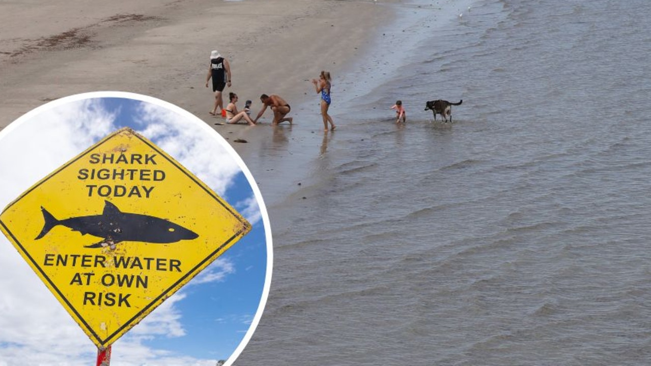 Huge Great White spotted at popular Adelaide beach