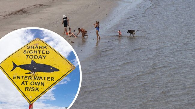 “A 3-metre Great White shark has been spotted 100m offshore at Largs Beach, moving West.