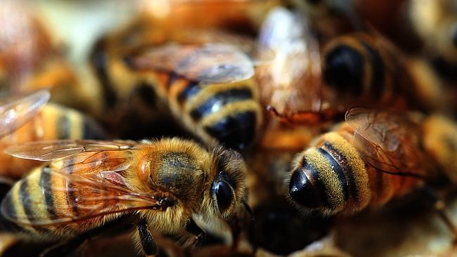 Bees working in the hives. Picture: News Limited. 