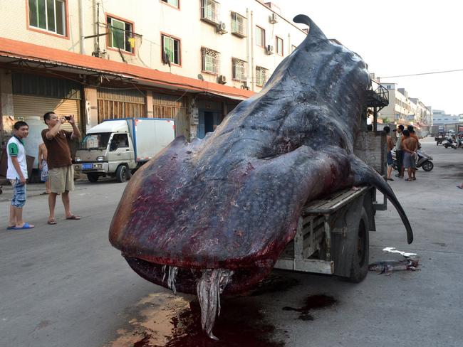 The dead whale shark is carried on a tractor in a seafood wholesale market in the Xiangzhi township in Quanzhou, east China's Fujian province.