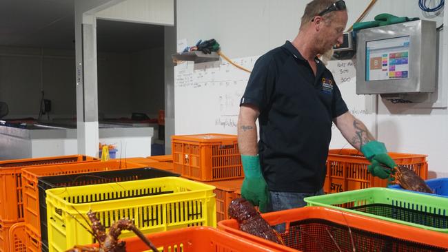 Grader Adrian Thompson sorts the freshly caught southern rock lobsters at The Lobster Pot Beachport. Picture: Jessica Ball