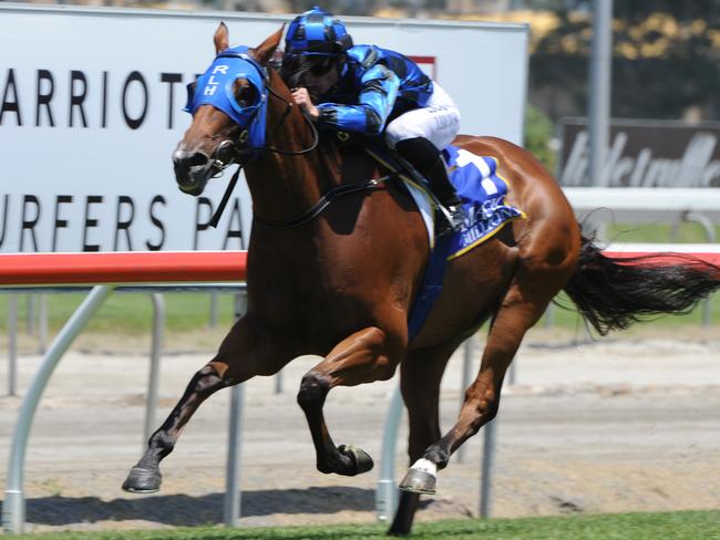 Queensland treasure Buffering scores easily in the MM Sprint in January. Picture: Grant Peters, Trackside Photography