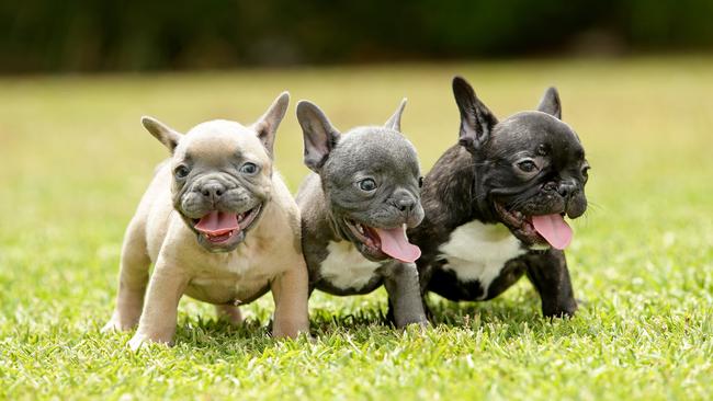 These three French Bulldog musketeers have your back. Picture: Troy Snook