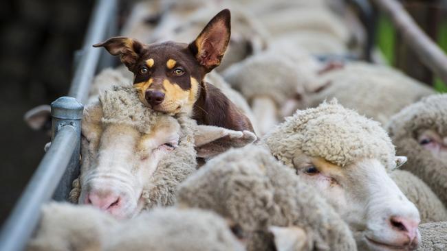 International and domestic border closures have caused a shearer shortage. Picture: Zoe Phillips