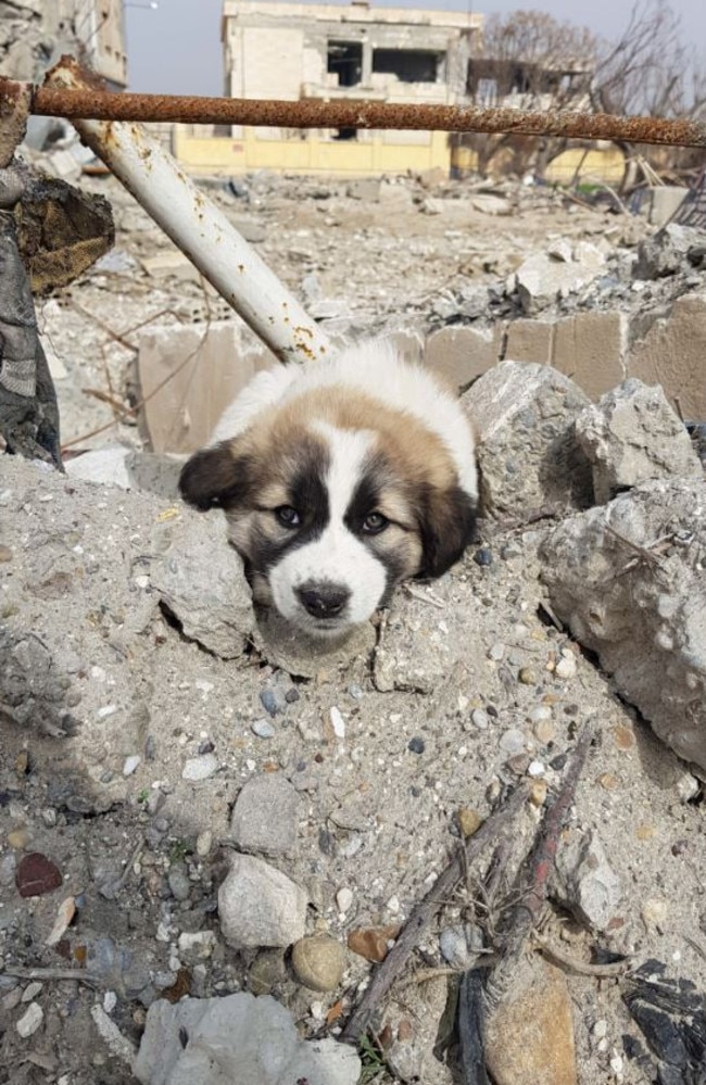 Sean contacted War Paws — a charity based in Iraq which helps bring dogs home from war-torn areas — to find a way to bring Barrie back with him.