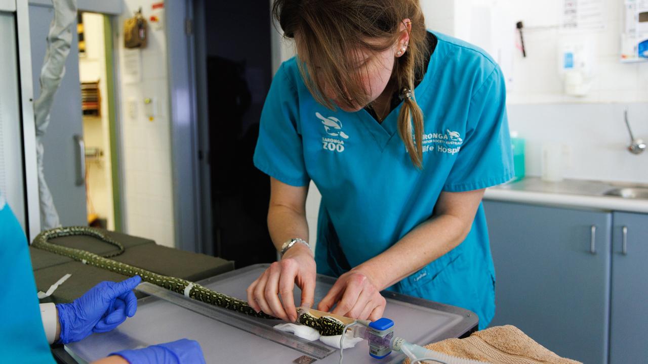 The team at Taronga’s Wildlife Hospital treat an injured diamond python brought in by wildlife rescue service WIRES. Picture: Taronga Wildlife Hospital