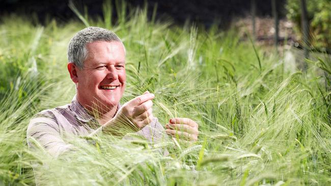 Adelaide’s Associate Professor Ken Chalmers sits among a new genetic variation in wheat at the Waite Research Institute, pictured in 2020. Picture: Sarah Reed