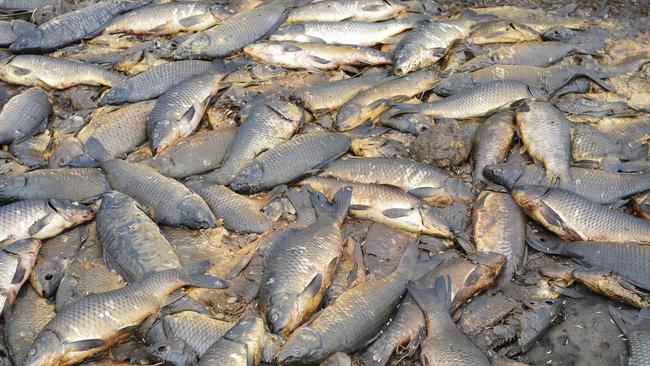 European Carp cost the economy up to $500 million a year, the Government estimates. Picture: Department of Primary Industries