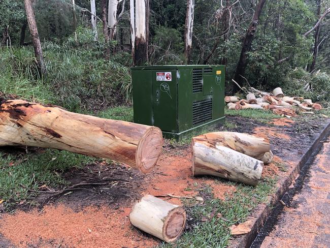 An SES crew cleared away this large gun tree from Baringa Ave, Seaforth, that toppled on Wednesday morning. Picture; Jim O'Rourke