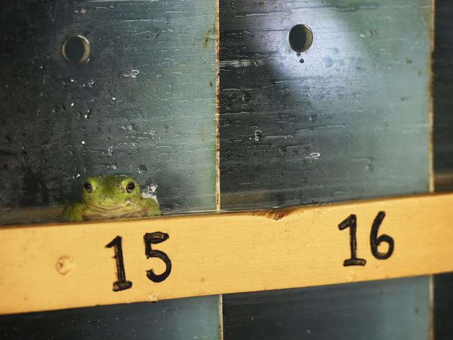 The frog ‘Crack A Woody’ hangs tight until race time on Tuesday at the annual Noonamah Tavern frog race event. PICTURE: Justin Kennedy